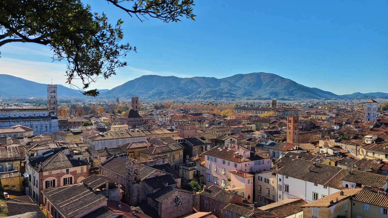 Panoramic view from Torre Guinigi across Lucca's terracotta rooftops toward the Apuane Alps, framed by an oak tree branch in the foreground