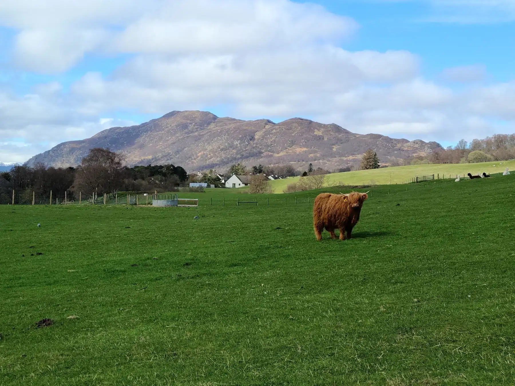 Shaggy Highland cow grazing in a green Scottish pasture with mountains rising behind